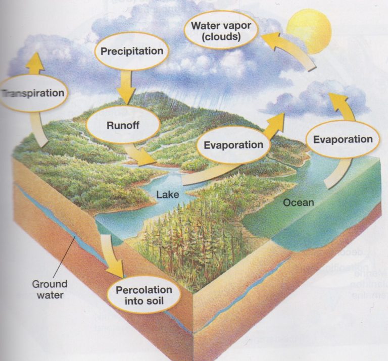 Learning the Water, Carbon and Nitrogen Cycles through the Effects of ...