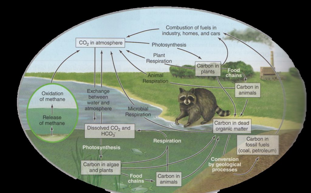 Learning the Water, Carbon and Nitrogen Cycles through the Effects of ...